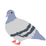 鳩のイラスト 白 たのさく